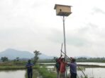 Petani Desa E Wonokerto, Kecamatan Tugumulyo, memasang rumah burung hantu di areal persawahan sebagai upaya pengendalian hama tikus secara alami.