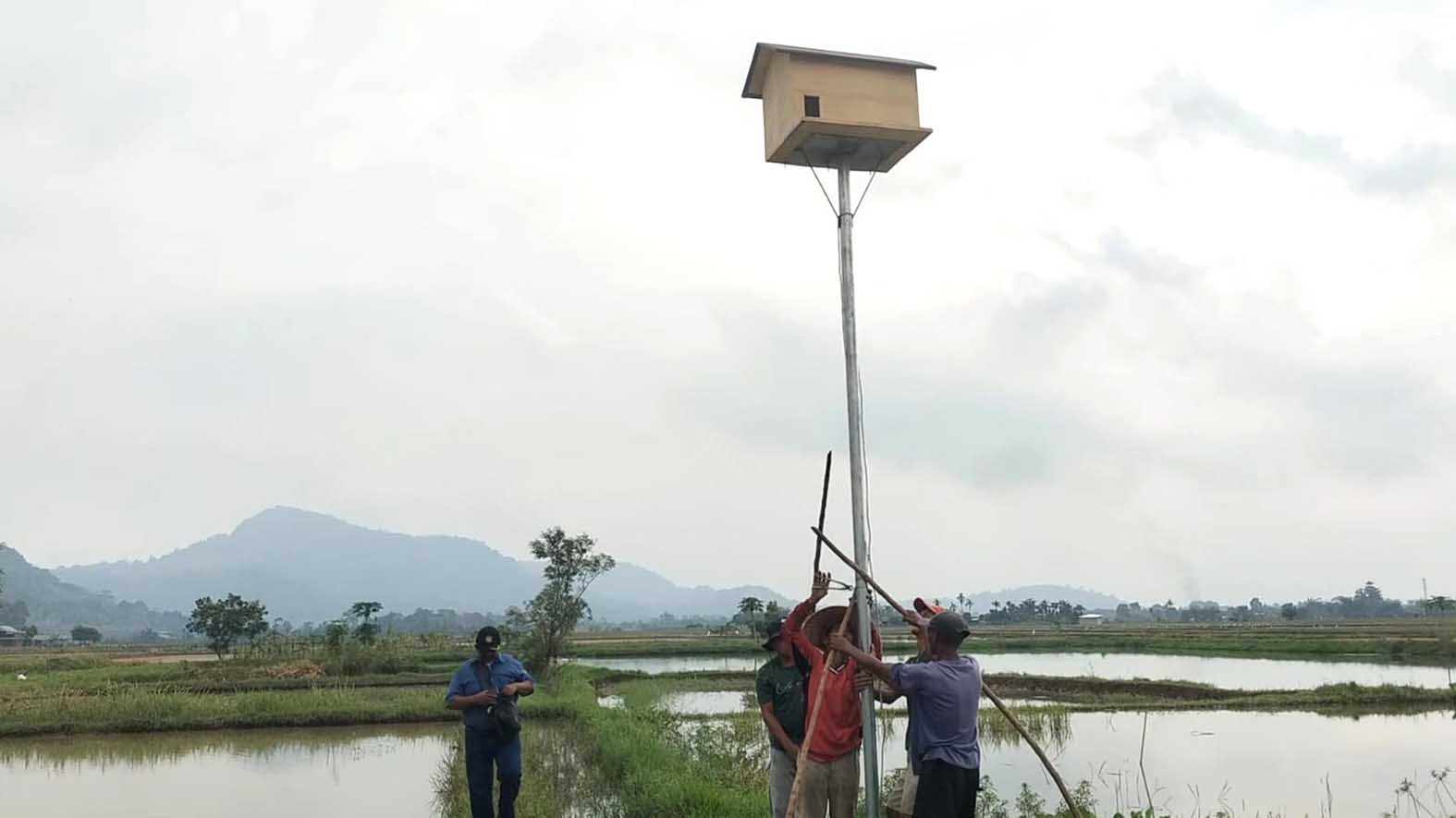 Petani Desa E Wonokerto, Kecamatan Tugumulyo, memasang rumah burung hantu di areal persawahan sebagai upaya pengendalian hama tikus secara alami.