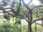 Pohon alpukat jenis Red Vietnam di kebun Joni Prasetyo, Kecamatan Tugumulyo, Kabupaten Musi Rawas, mulai berbuah dengan ukuran cukup besar dan daging tebal, hasil budidaya di dataran rendah