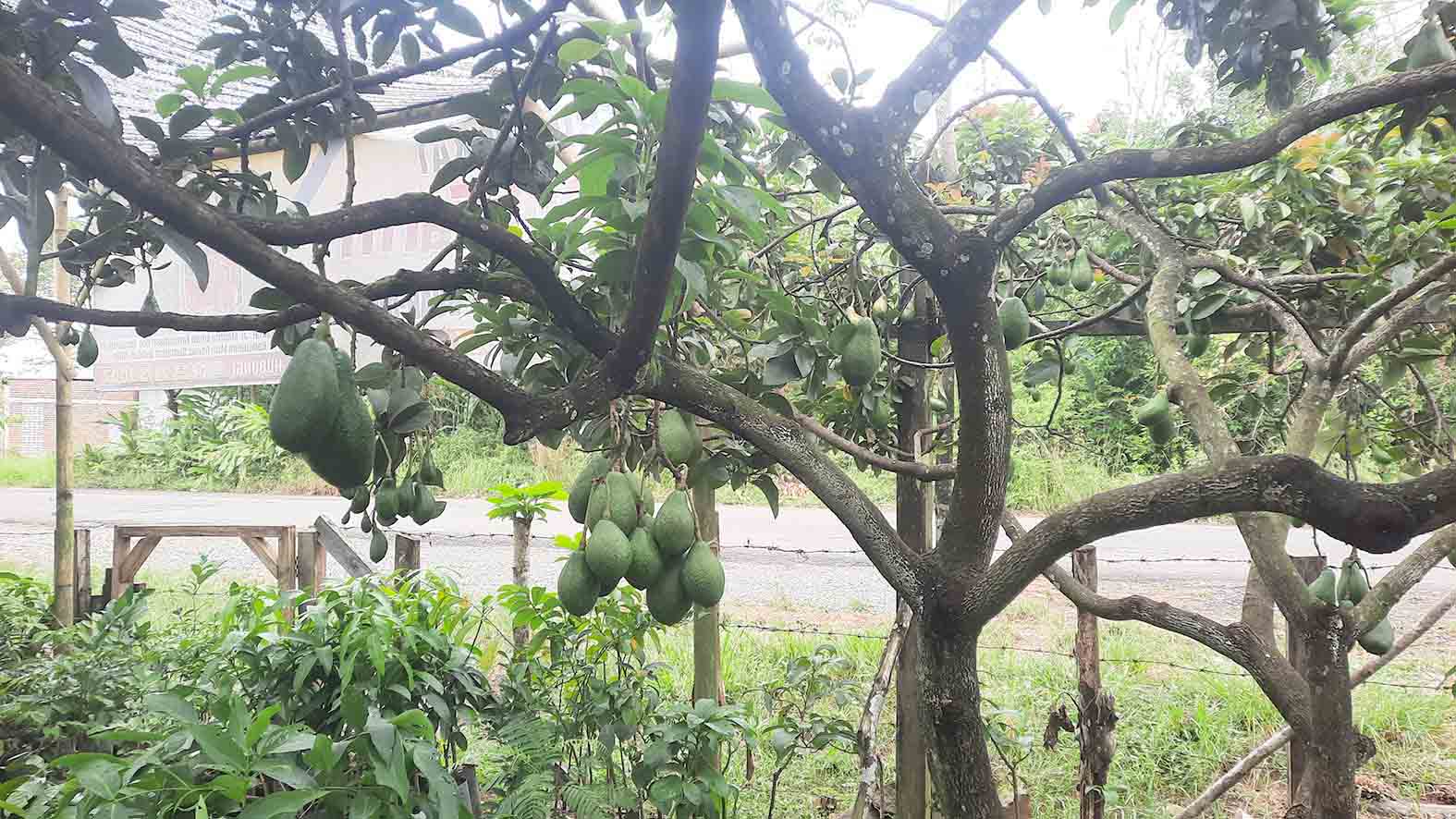 Pohon alpukat jenis Red Vietnam di kebun Joni Prasetyo, Kecamatan Tugumulyo, Kabupaten Musi Rawas, mulai berbuah dengan ukuran cukup besar dan daging tebal, hasil budidaya di dataran rendah