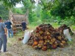 Dalam beberapa tahun terakhir, banyak petani mulai beralih dari perkebunan karet ke kelapa sawit. Peralihan tersebut didorong oleh nilai ekonomi sawit yang dinilai lebih menguntungkan dan memiliki prospek usaha yang lebih baik.