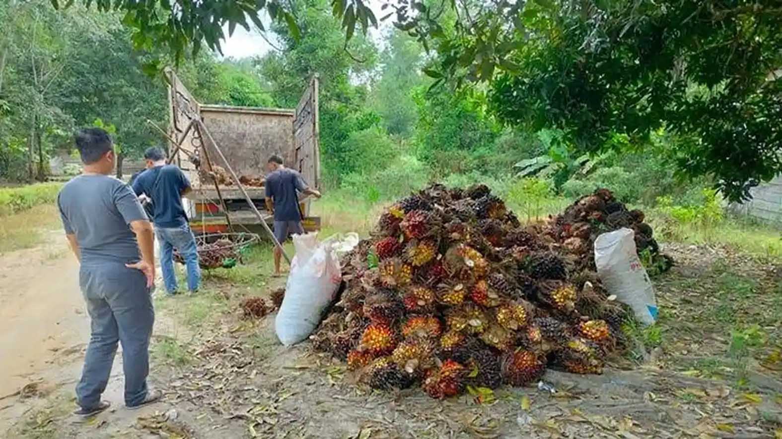 Dalam beberapa tahun terakhir, banyak petani mulai beralih dari perkebunan karet ke kelapa sawit. Peralihan tersebut didorong oleh nilai ekonomi sawit yang dinilai lebih menguntungkan dan memiliki prospek usaha yang lebih baik.