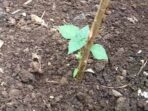 Jika lahan yang digunakan lahan bekas bahaya jika terlalu memaksa memberi pupuk yang mengandung nitrogen secara berlebihan.