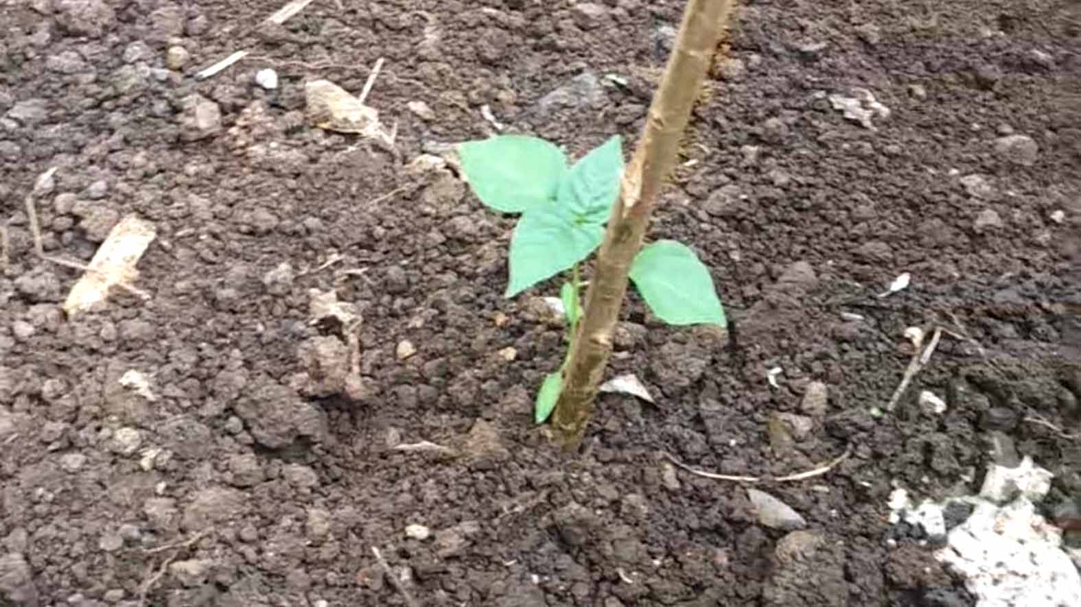 Jika lahan yang digunakan lahan bekas bahaya jika terlalu memaksa memberi pupuk yang mengandung nitrogen secara berlebihan.