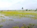 Sawah Rawa Lebak Setiap Musim Ada Masalah FOTO : DOKUMEN Mongabay