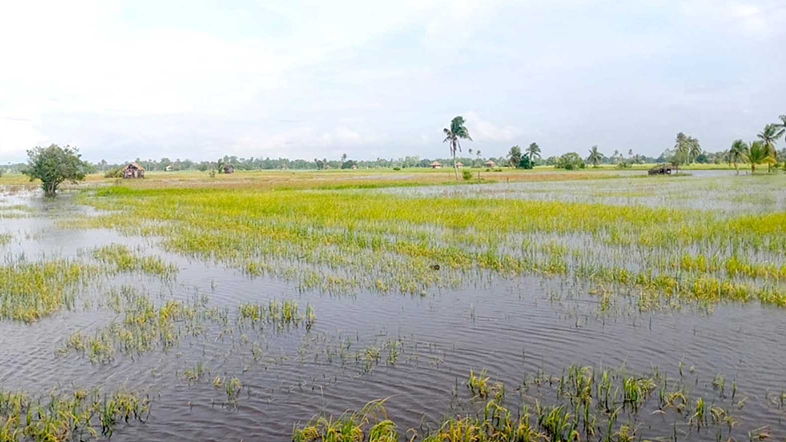 Sawah Rawa Lebak Setiap Musim Ada Masalah FOTO : DOKUMEN Mongabay