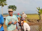 Beberapa Petani di Poktan Mekar Jaya Desa Wukirsari saat melakukan Gerdal OPT Hama Tikus. Sumber Foto :Dokumentasi POPT Tugumulyo