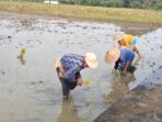 Salah satu lahan persawahan milik petani di Desa E Wonokerto Kecamatan Tugumulyo, Musi Rawas yang mulai ditanami padi.