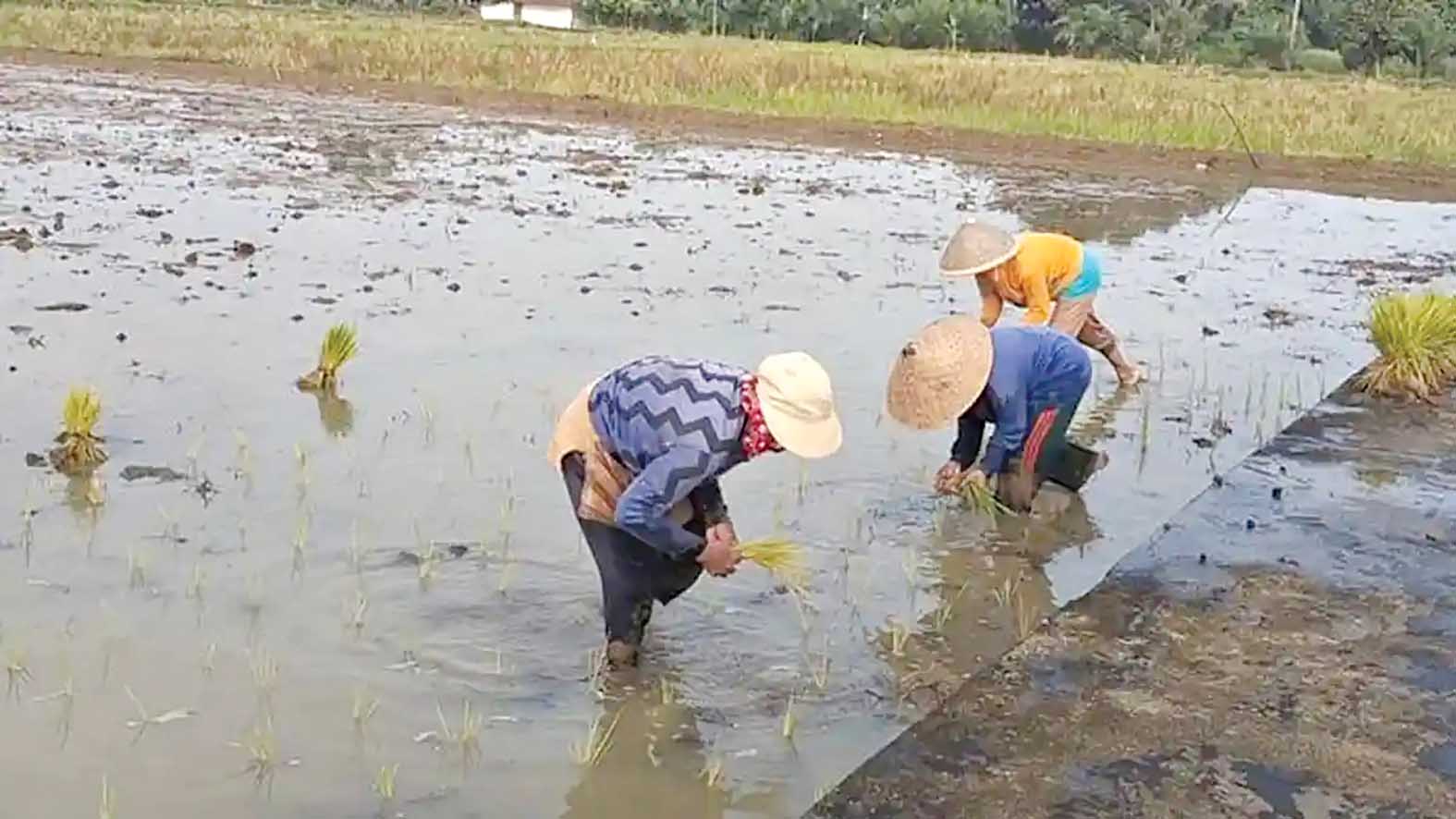 Salah satu lahan persawahan milik petani di Desa E Wonokerto Kecamatan Tugumulyo, Musi Rawas yang mulai ditanami padi.