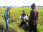 Petugas POPT, PPL, Brigade Unit II bersama anggota kelompok tani saat melaksanakan Gerakan Pengendalian (Gerdal) hama tikus dengan metode pengemposan di areal persawahan Desa Widodo, Kecamatan Tugumulyo, Kabupaten Musi Rawas, Rabu 15 Juli 2026.