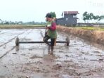 Proses penanaman padi dengan sistem tanam benih langsung (Tabela) yang mulai diterapkan petani di Kabupaten Musi Rawas. Proses penanaman padi dengan sistem tanam benih langsung (Tabela) yang mulai diterapkan petani di Kabupaten Musi Rawas.