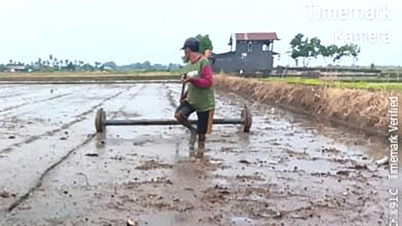 Proses penanaman padi dengan sistem tanam benih langsung (Tabela) yang mulai diterapkan petani di Kabupaten Musi Rawas.