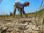 Distankan Kabupaten Muratara mengingatkan warga, jika lahan sawah yang kering membutuhkan air, pompa yang ada di setiap Poktan dapat digunakan untuk mengambil air dari sumber air terdekat. -Foto:Dokumen tempo.co-
