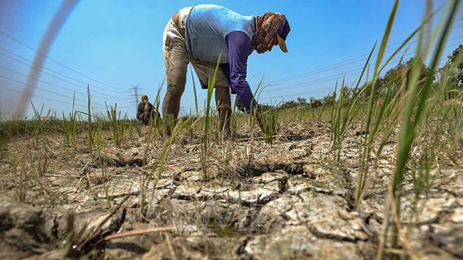 Distankan Kabupaten Muratara mengingatkan warga, jika lahan sawah yang kering membutuhkan air, pompa yang ada di setiap Poktan dapat digunakan untuk mengambil air dari sumber air terdekat. -Foto:Dokumen tempo.co-