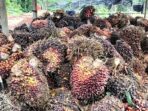 Berdasarkan data terbaru per Rabu 26 Agustus 2026, sejumlah perusahaan mengalami kenaikan harga TBS, dengan harga tertinggi mencapai Rp3.480 per kilogram.