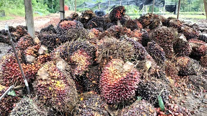 Berdasarkan data terbaru per Rabu 26 Agustus 2026, sejumlah perusahaan mengalami kenaikan harga TBS, dengan harga tertinggi mencapai Rp3.480 per kilogram.