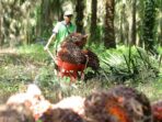 Seorang warga mengangkut tandan buah segar (TBS) kelapa sawit yang baru dipanen menggunakan sorong Foto : Republika Seorang warga mengangkut tandan buah segar (TBS) kelapa sawit yang baru dipanen menggunakan sorong Foto : Republika
