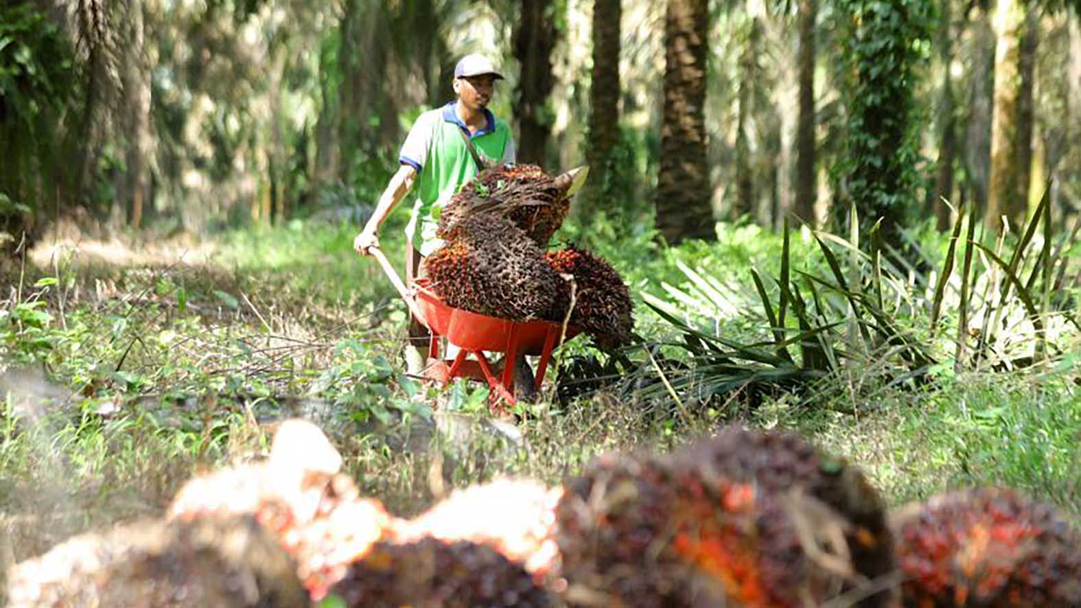 Seorang warga mengangkut tandan buah segar (TBS) kelapa sawit yang baru dipanen menggunakan sorong Foto : Republika