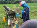 Gerakan pengendalian difokuskan untuk mengendalikan serangan hama penggerek batang yang mulai ditemukan pada areal persawahan petani.
