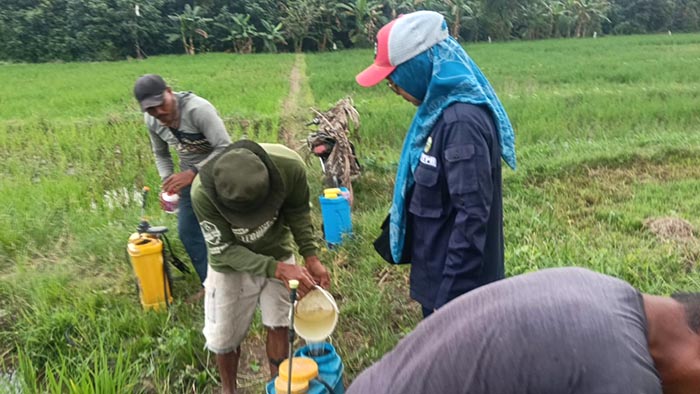 Gerakan pengendalian difokuskan untuk mengendalikan serangan hama penggerek batang yang mulai ditemukan pada areal persawahan petani.